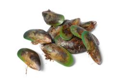 afbeelding van green lipped mussels